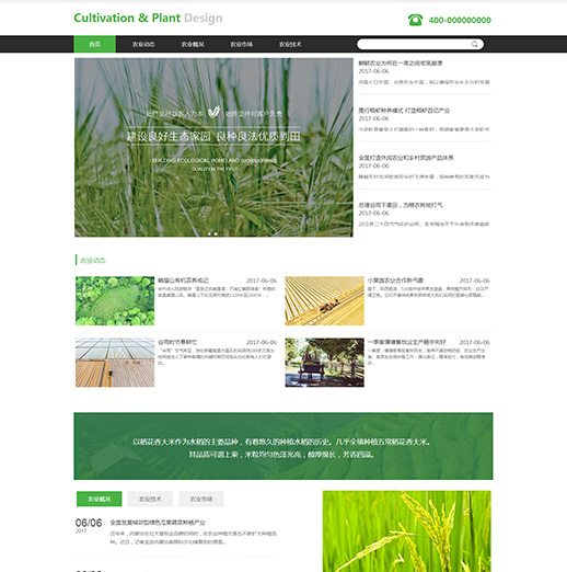 绿色育苗种植水稻农田（编号：78256）
