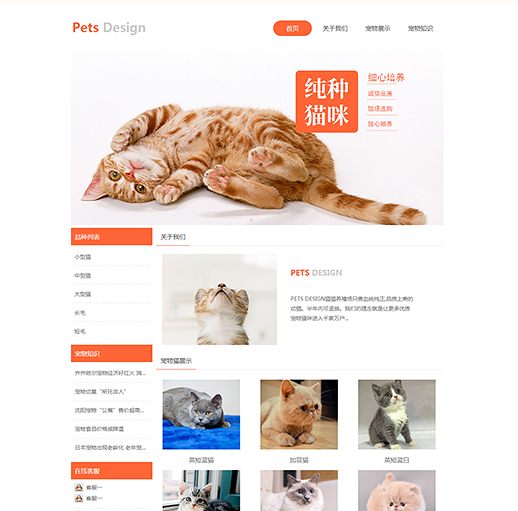 宠物猫领养（编号：78399）