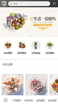 优选多肉植物（编号：79101）